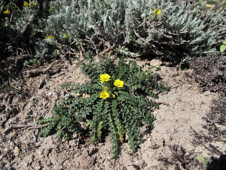 Morisia monanthos